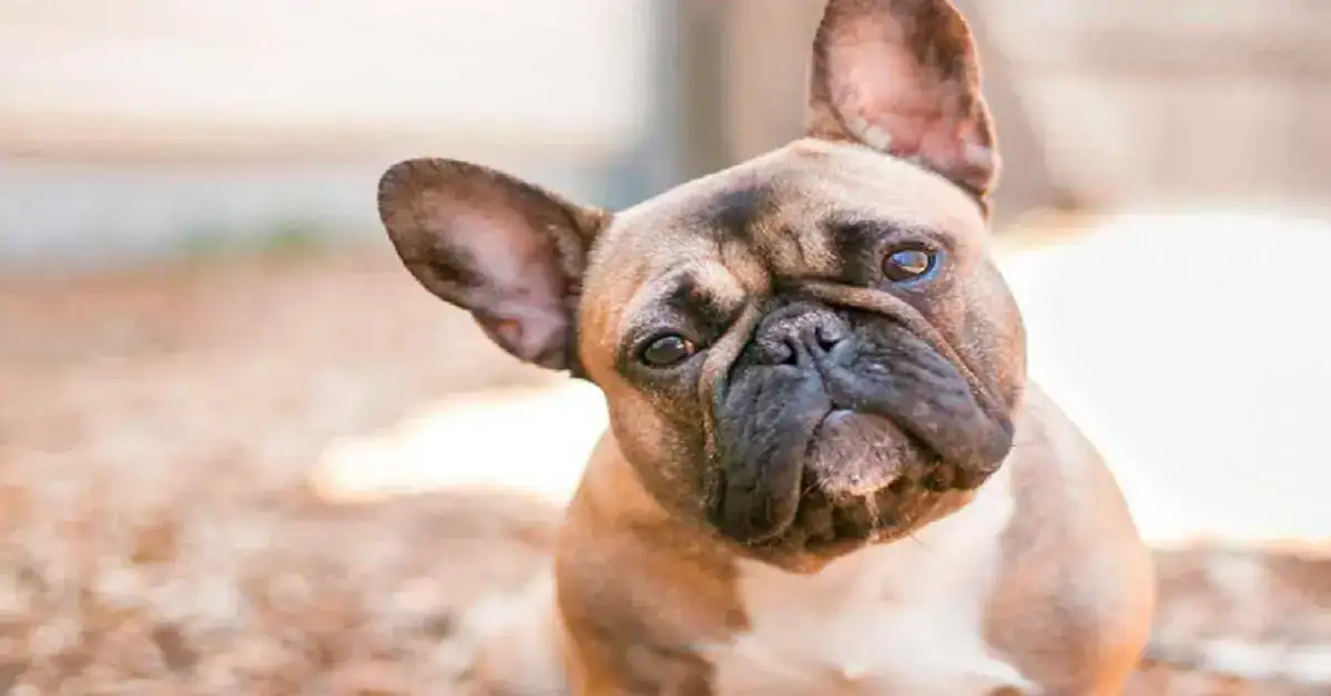 French Bulldog Urinary Incontinence: What Every Owner Should Know